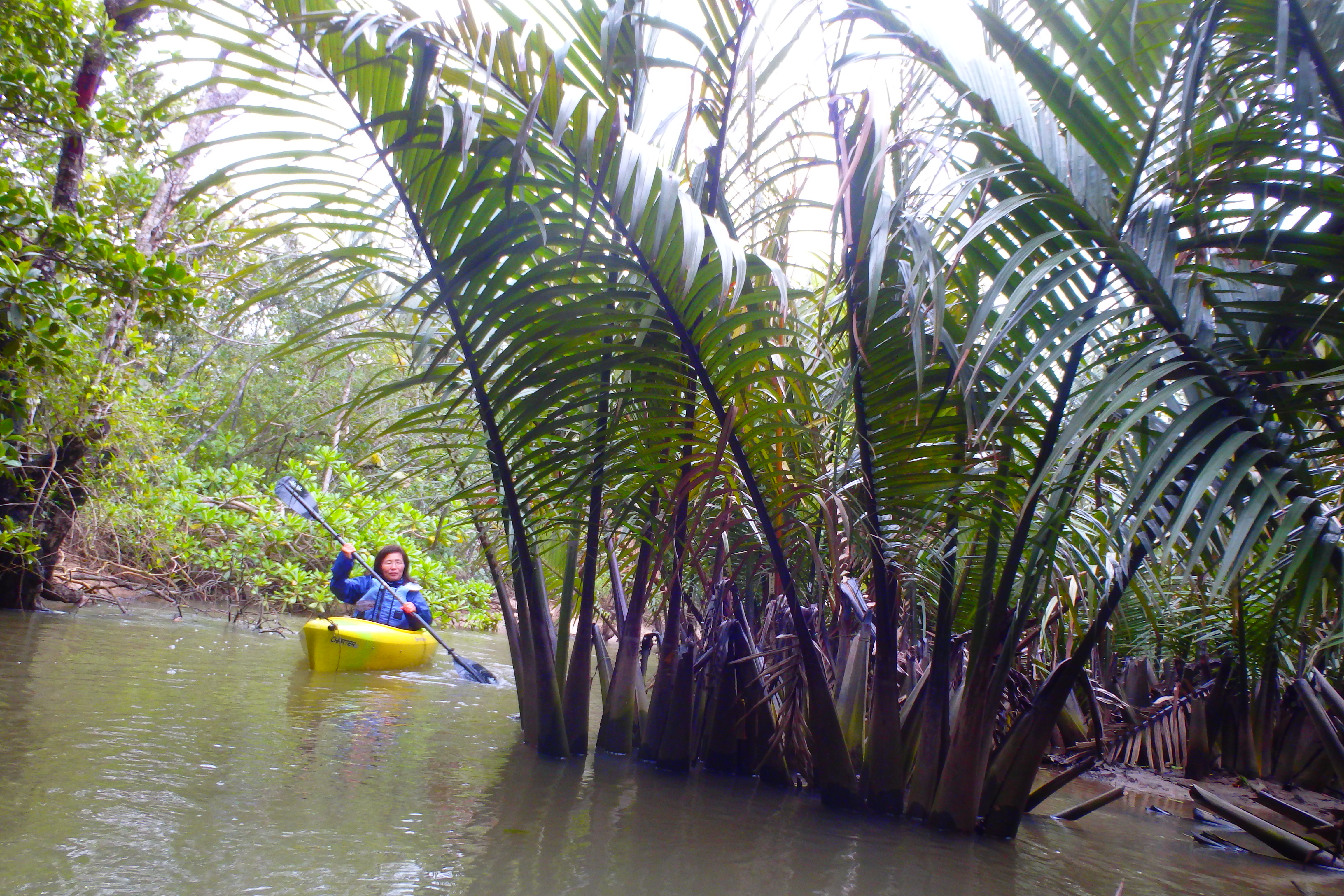 http://iriomote-osanpo.com/information/P2050028.JPG