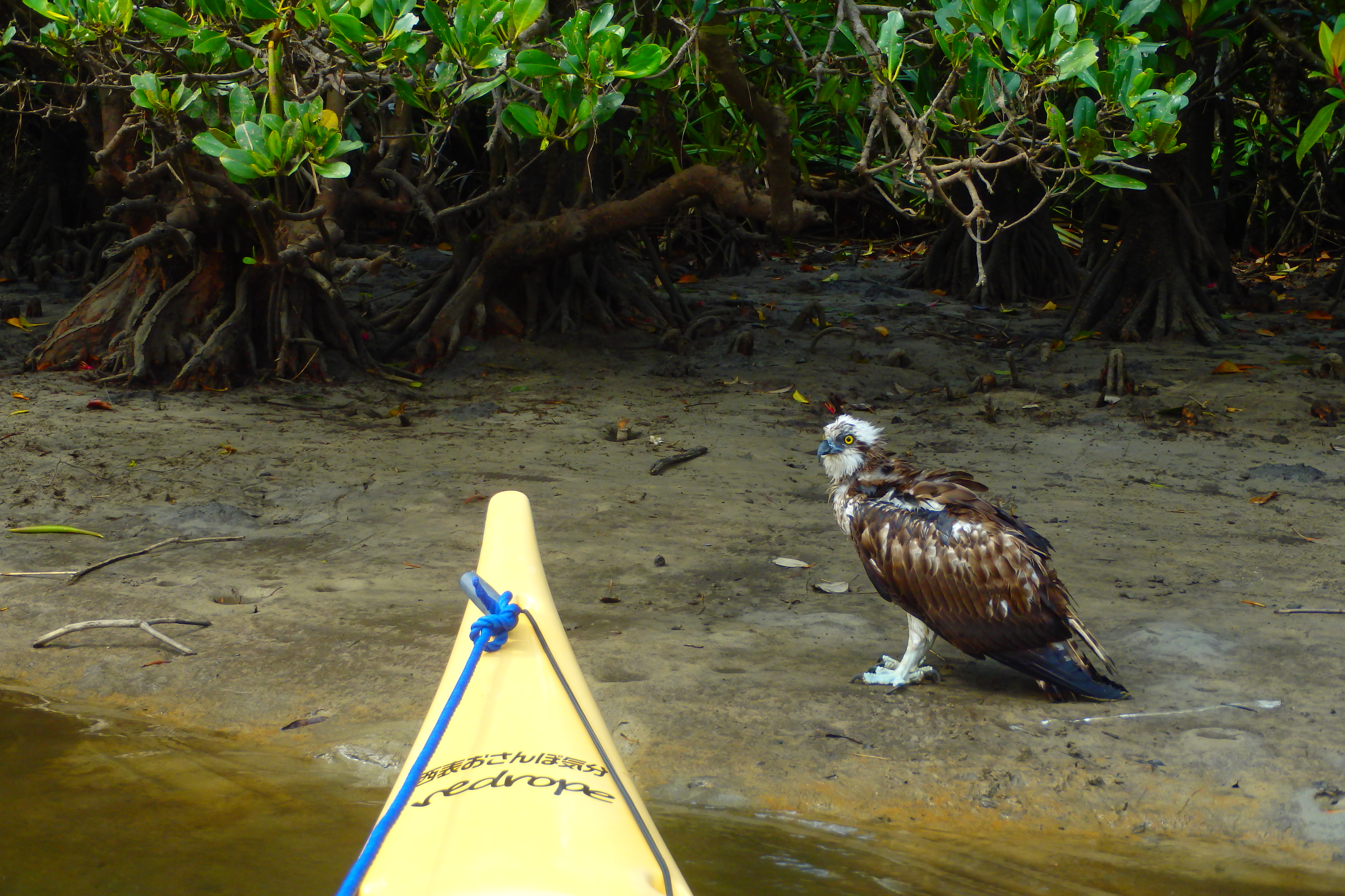 http://iriomote-osanpo.com/information/P3080163.JPG