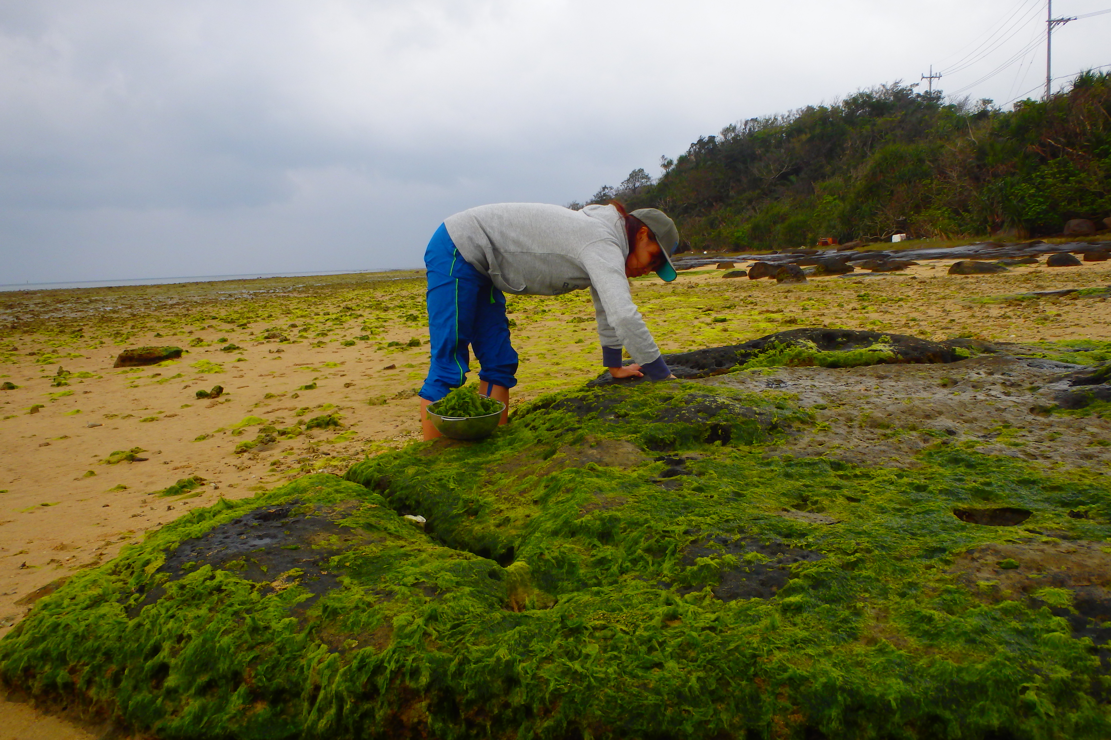 http://iriomote-osanpo.com/information/P3130002.JPG