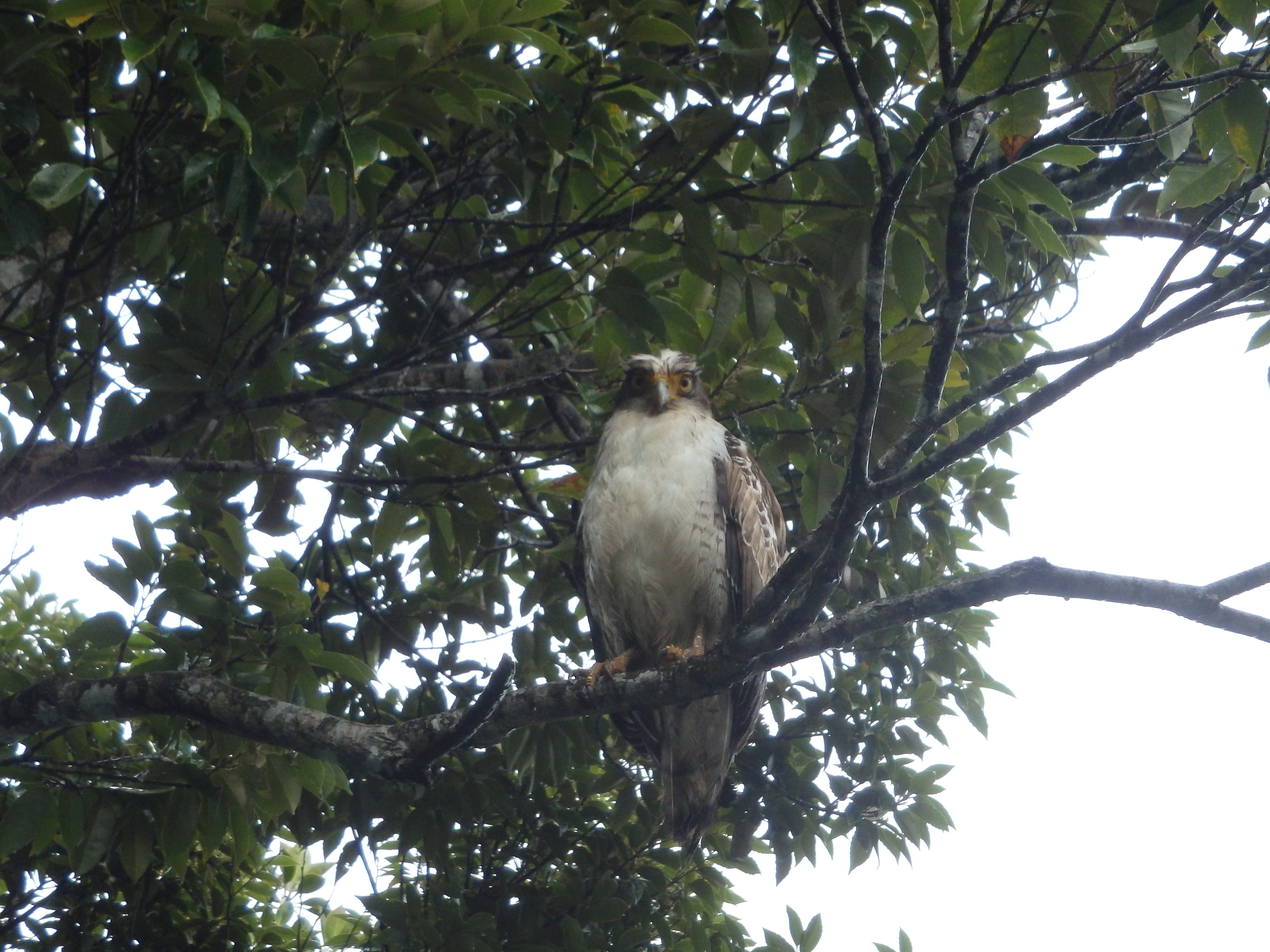 http://iriomote-osanpo.com/information/P4170052.JPG